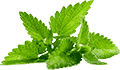 在线手机号轰炸网页版